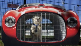 Ferrari: gabbia per cani