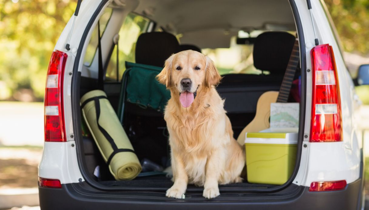 I migliori accessori per trasportare in auto cani e gatti